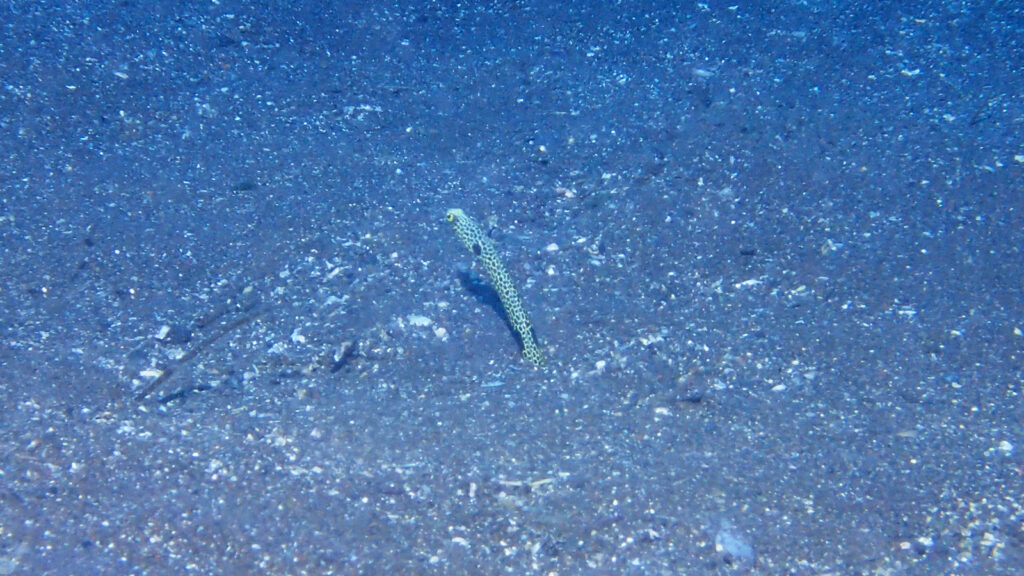 ダイビングスポットの大瀬崎で見たチンアナゴ