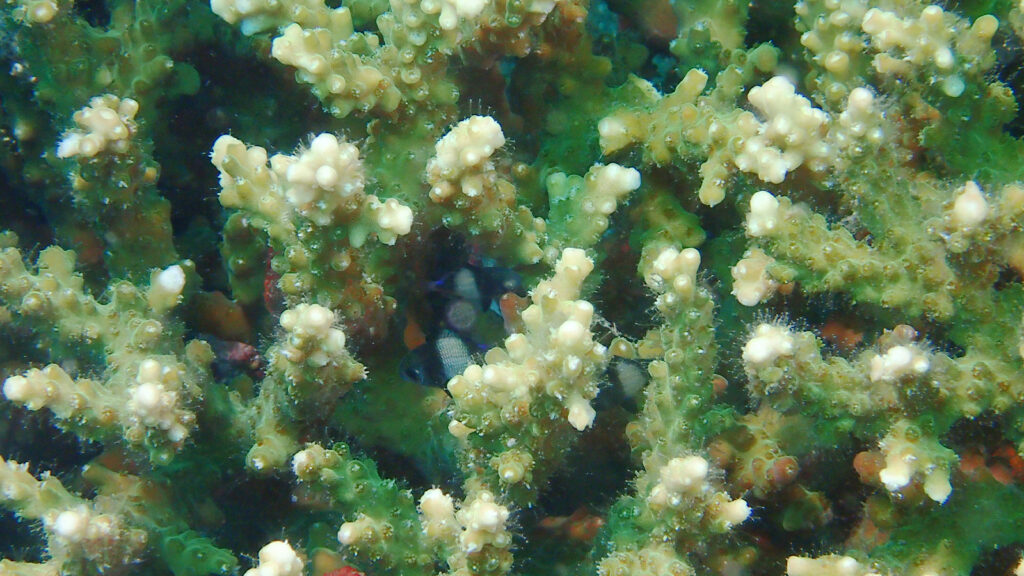 ダイビングスポットの大瀬崎で見た枝珊瑚