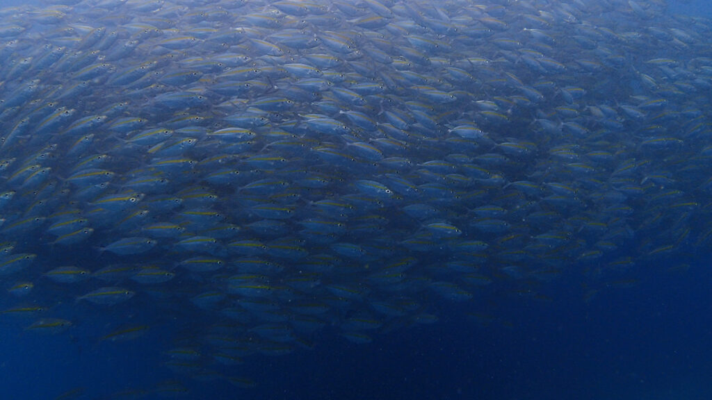 タイのタオ島のダイビングポイントで見た、鯵の大群
