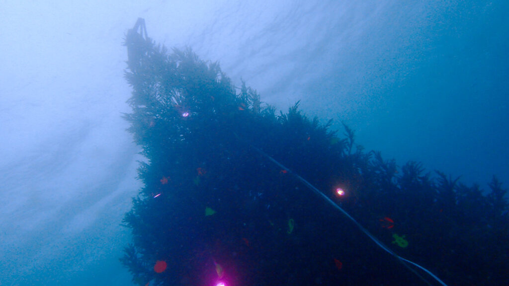 ダイビングスポットの大瀬崎で見た水中クリスマスツリー