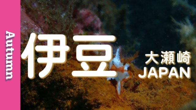 【2023年10月版】伊豆のダイビング体験記：ダイビングスポットの海況レポート