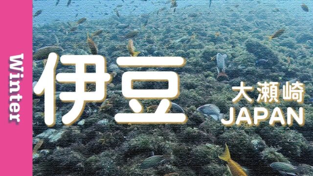 【2024年2月版】伊豆のダイビング体験レポート ｜動画で満喫｜