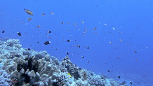 沖縄の慶良間諸島で見た、魚の群れ