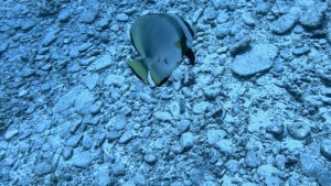 沖縄の慶良間諸島で見た、アカククリ