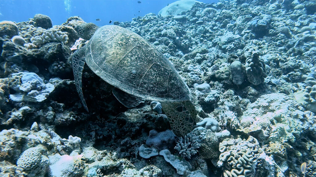 沖縄の慶良間諸島で見た、近寄れたアオウミガメ