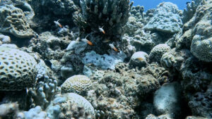 沖縄の慶良間諸島で見た、ハタタテハゼ