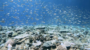 沖縄の慶良間諸島で見た、スズメダイの群れ