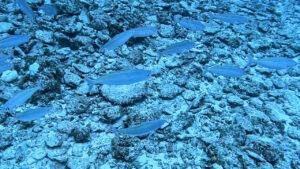 沖縄の慶良間諸島で見た、グルクン