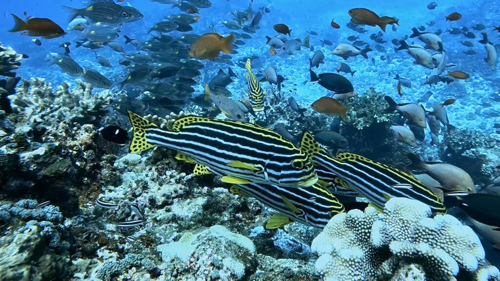 沖縄の慶良間諸島で見た、ムスジコショウダイ