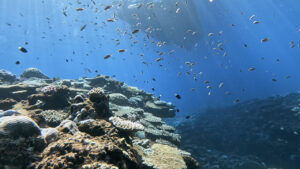 沖縄の慶良間諸島で見た、魚とボートの影