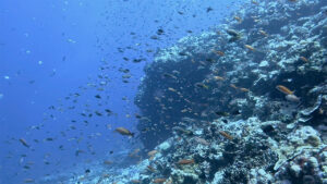 沖縄の慶良間諸島で見た、魚の群れ