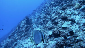 沖縄の慶良間諸島で見た、アカククリと壮大な景色